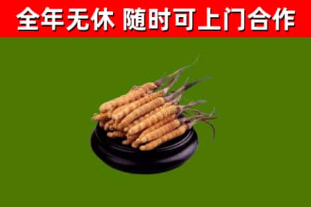 乌拉特前烟酒回收冬虫夏草.jpg
