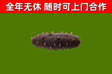 乌拉特前烟酒回收干海参.jpg